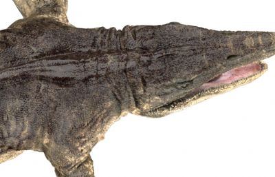 Tylosaurus沧龙,海王龙