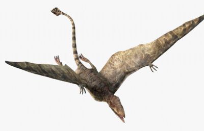 Peteinosaurus翼龙