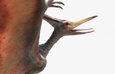 pteranodon翼龙