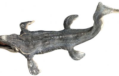 Mosa莫萨龙,沧龙