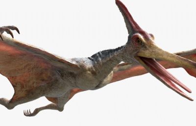 pteranodon翼龙