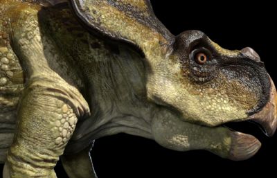 protoceratops原角龙