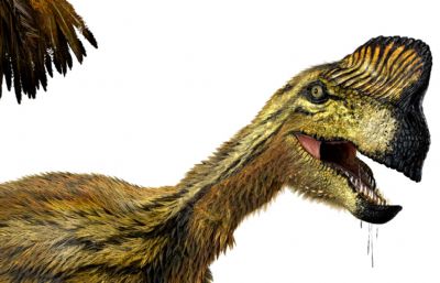 Oviraptor窃蛋龙,盗龙