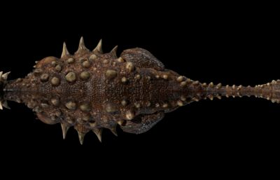 TarchiaSaurus 甲龙