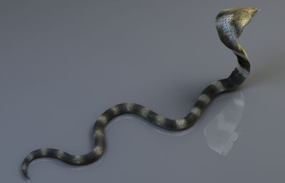 写实眼镜王蛇,有绑定,有动画