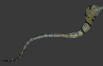 写实眼镜王蛇,有绑定,有动画