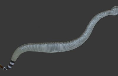 写实西部菱形响尾蛇，有绑定/动画