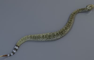 写实西部菱形响尾蛇，有绑定/动画