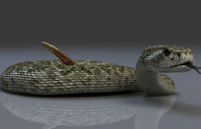 写实西部菱形响尾蛇，有绑定/动画