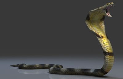 写实眼镜王蛇,有绑定,有动画