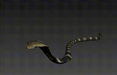 写实眼镜王蛇,有绑定,有动画