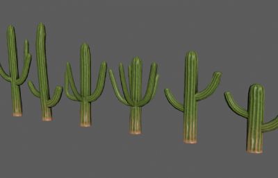 仙人掌 巨人柱 沙漠戈壁植物