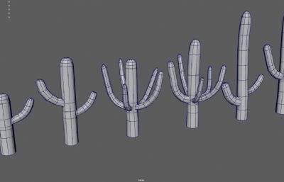 仙人掌 巨人柱 沙漠戈壁植物
