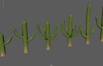 仙人掌 巨人柱 沙漠戈壁植物