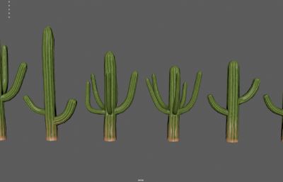 仙人掌 巨人柱 沙漠戈壁植物