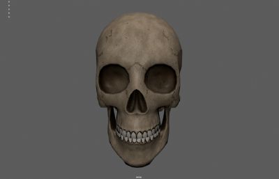 人类头骨 骷髅头 头骨化石