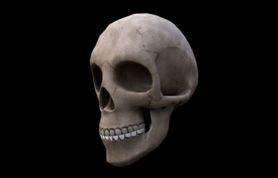 人类头骨 骷髅头 头骨化石