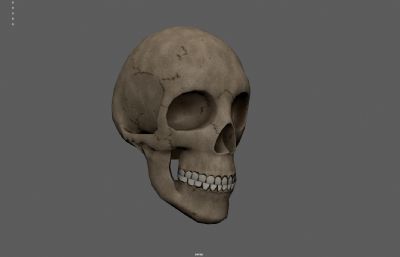 人类头骨 骷髅头 头骨化石