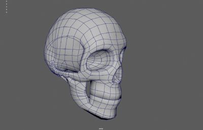 人类头骨 骷髅头 头骨化石