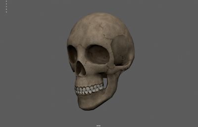 人类头骨 骷髅头 头骨化石