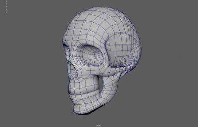 人类头骨 骷髅头 头骨化石
