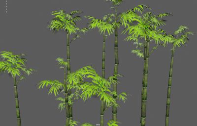 竹子 竹林 景观竹