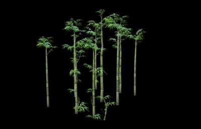 竹子 竹林 景观竹