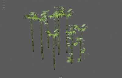 竹子 竹林 景观竹