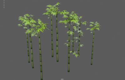 竹子 竹林 景观竹