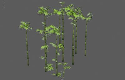 竹子 竹林 景观竹