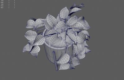 绿萝绿植 花卉花草盆景