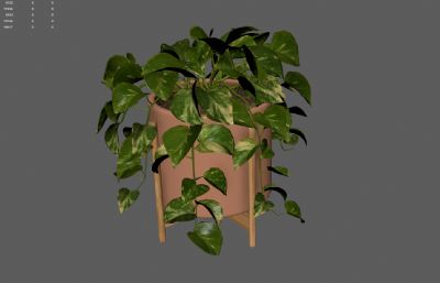 绿萝绿植 花卉花草盆景