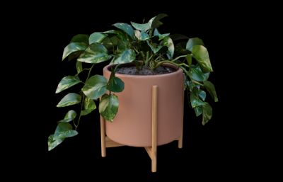 绿萝绿植 花卉花草盆景