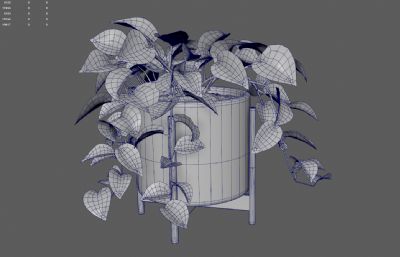 绿萝绿植 花卉花草盆景