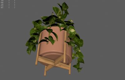 绿萝绿植 花卉花草盆景