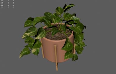 绿萝绿植 花卉花草盆景