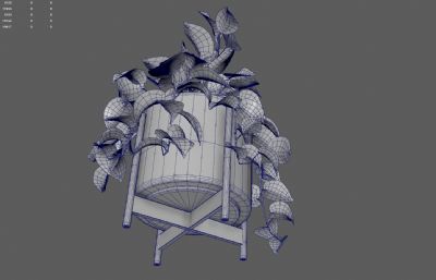 绿萝绿植 花卉花草盆景