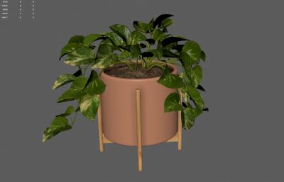 绿萝绿植 花卉花草盆景