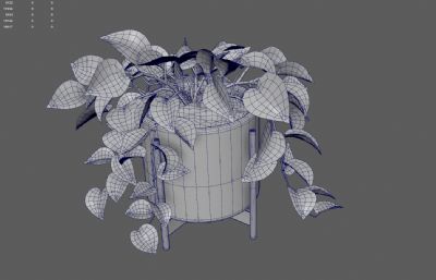 绿萝绿植 花卉花草盆景