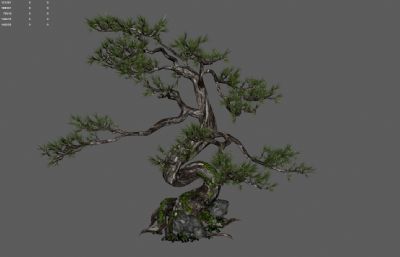 古松树 景观树 园林树木