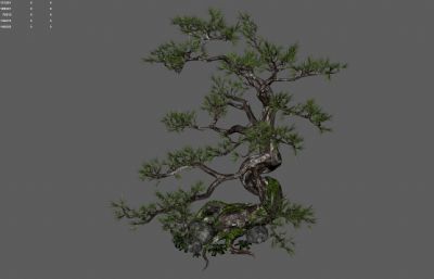 古松树 景观树 园林树木