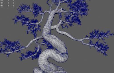 古松树 景观树 园林树木