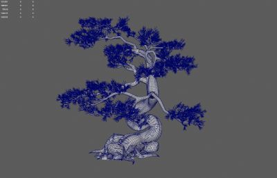 古松树 景观树 园林树木