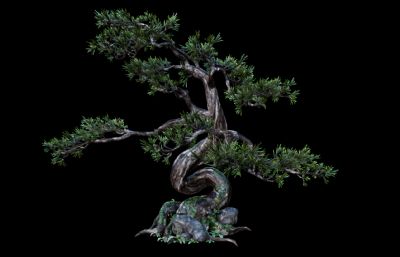 古松树 景观树 园林树木