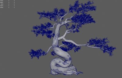 古松树 景观树 园林树木