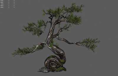 古松树 景观树 园林树木