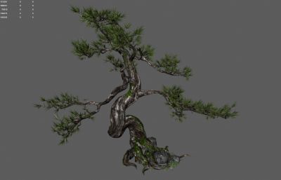 古松树 景观树 园林树木