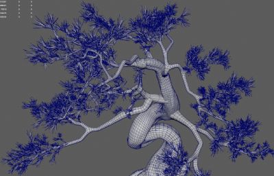 古松树 景观树 园林树木