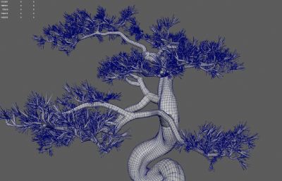 古松树 景观树 园林树木