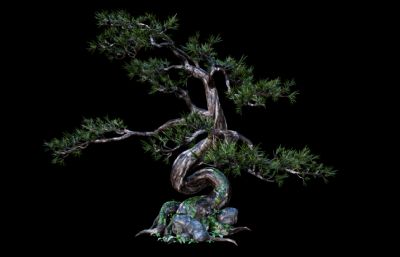 古松树 景观树 园林树木